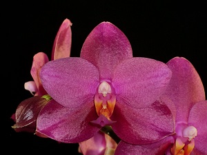 Phal. Phoenix Beauty Trinity HCC 78 pts..